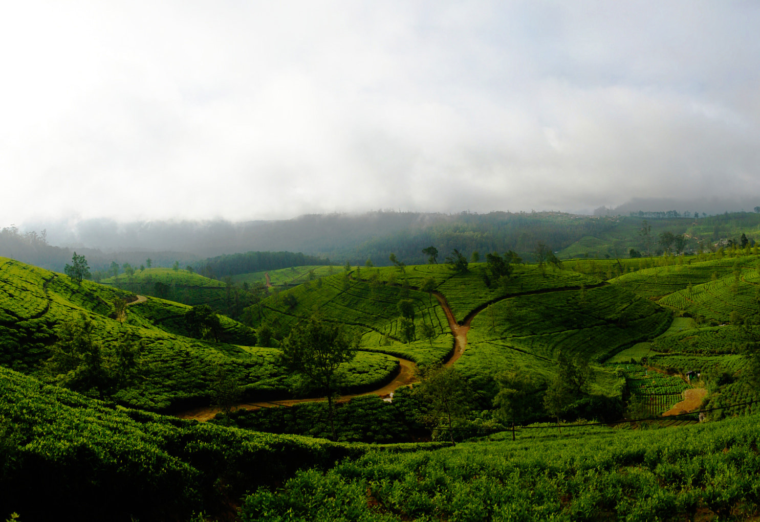 Nuwara Eliya