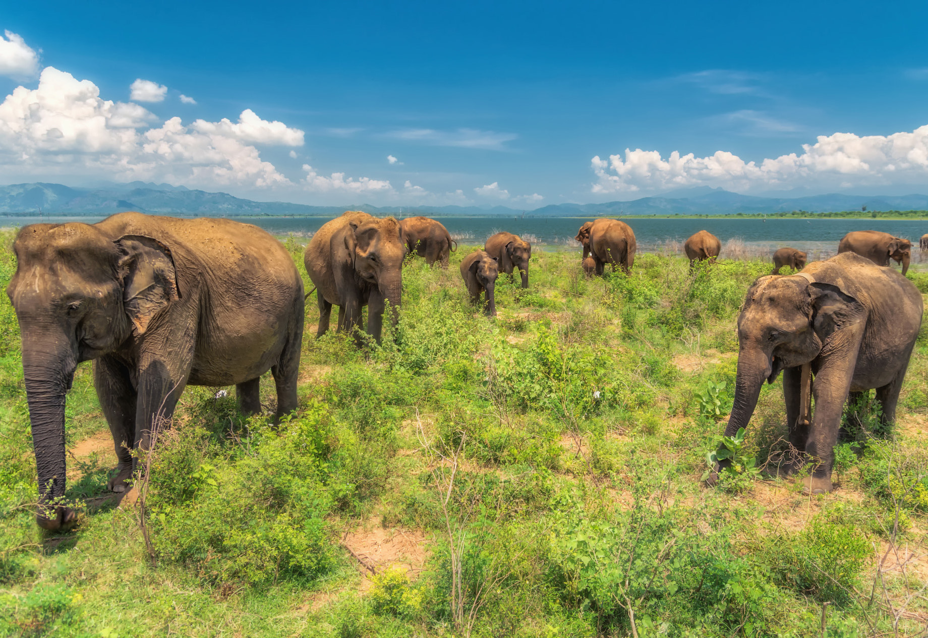 Udawalawe National Park
