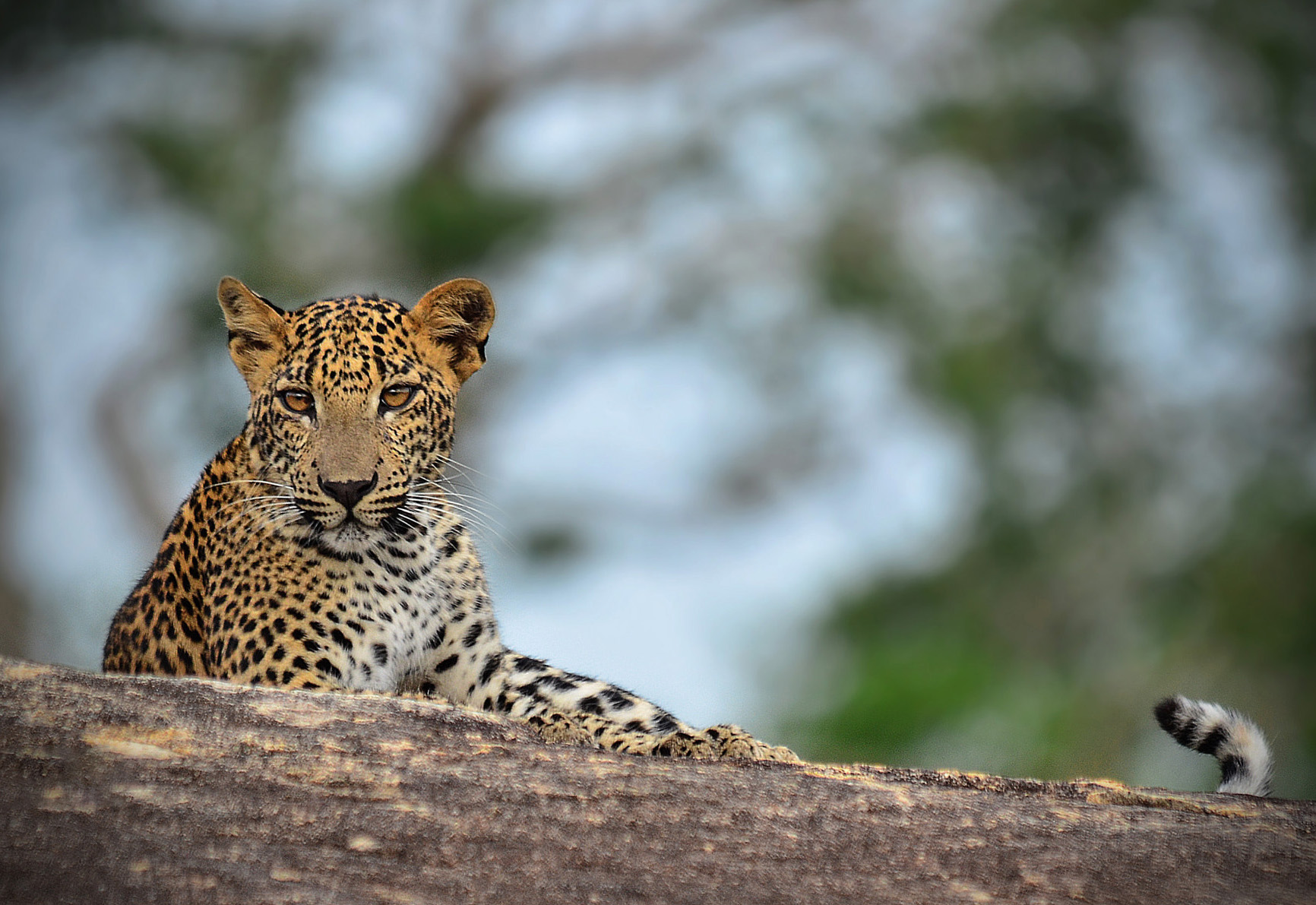 Yala National Park
